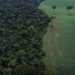 Trópicos registram perda recorde de floresta primária