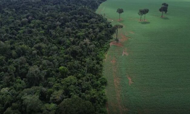 Trópicos registram perda recorde de floresta primária