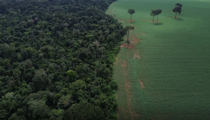 Trópicos registram perda recorde de floresta primária