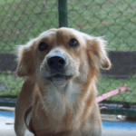 Centro Universitário realizou mutirão de castração de animais