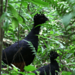 Ave extinta por 50 anos volta a habitar maior área de Mata Atlântica em MG