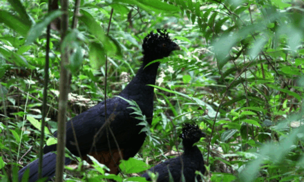 Ave extinta por 50 anos volta a habitar maior área de Mata Atlântica em MG