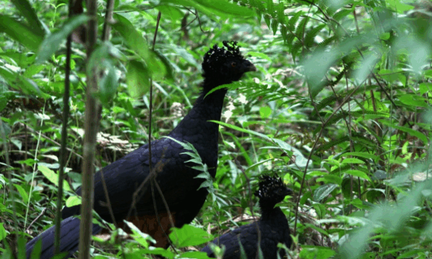 Ave extinta por 50 anos volta a habitar maior área de Mata Atlântica em MG