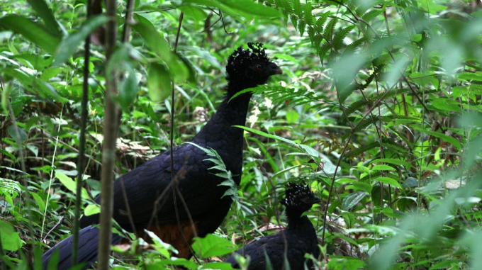 Ave extinta por 50 anos volta a habitar maior área de Mata Atlântica em MG