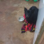 Bombeiros são acionados para salvamento de animal, na zona rural de Formiga