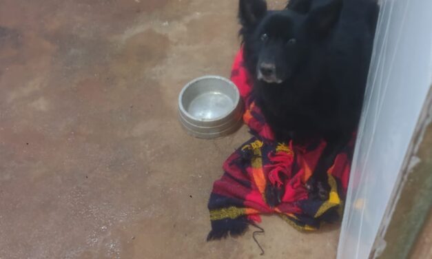 Bombeiros são acionados para salvamento de animal, na zona rural de Formiga