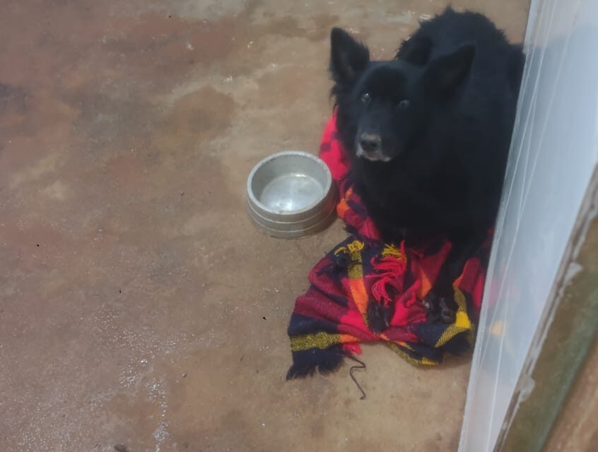 Bombeiros são acionados para salvamento de animal, na zona rural de Formiga