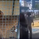 Pitbull invade escola no RJ e ataca pelo menos 6 crianças