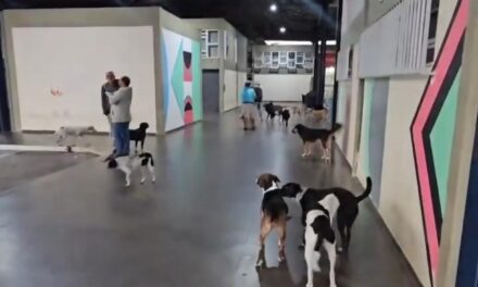 Prefeitura de Formiga promoverá castração gratuita de cães e gatos