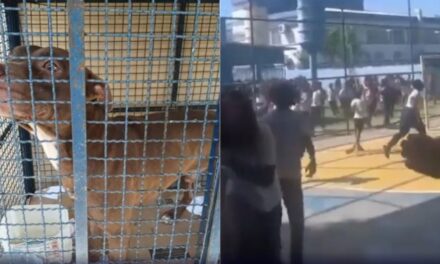 Pitbull invade escola no RJ e ataca pelo menos 6 crianças