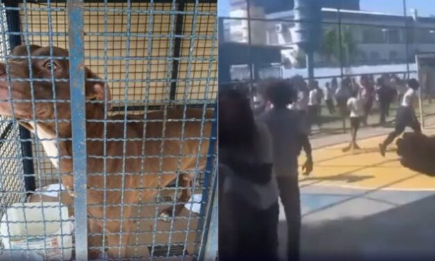 Pitbull invade escola no RJ e ataca pelo menos 6 crianças