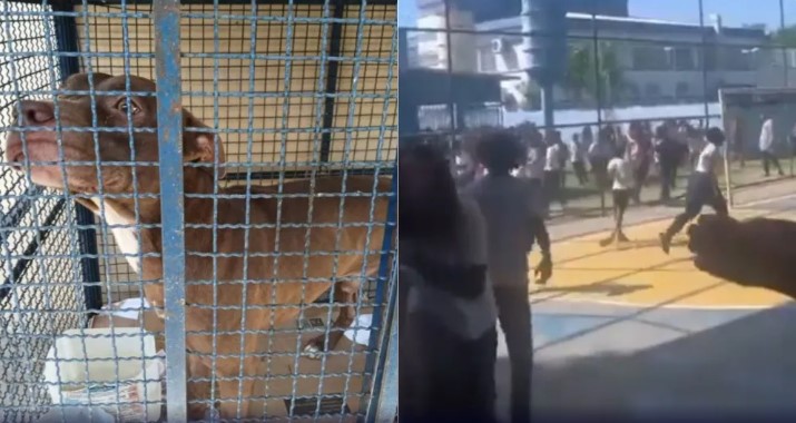 Pitbull invade escola no RJ e ataca pelo menos 6 crianças