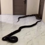 Homem solta cobras no corredor de prédio em forma de protesto contra cachorros barulhentos