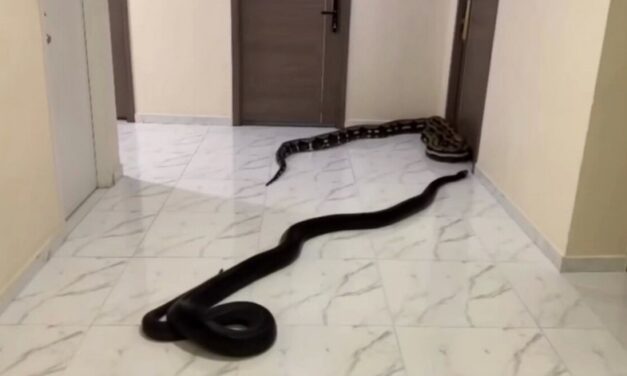 Homem solta cobras no corredor de prédio em forma de protesto contra cachorros barulhentos
