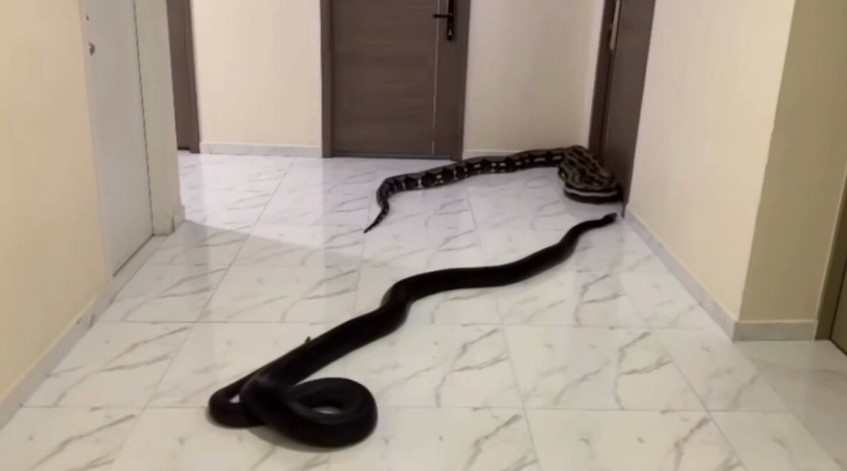Homem solta cobras no corredor de prédio em forma de protesto contra cachorros barulhentos