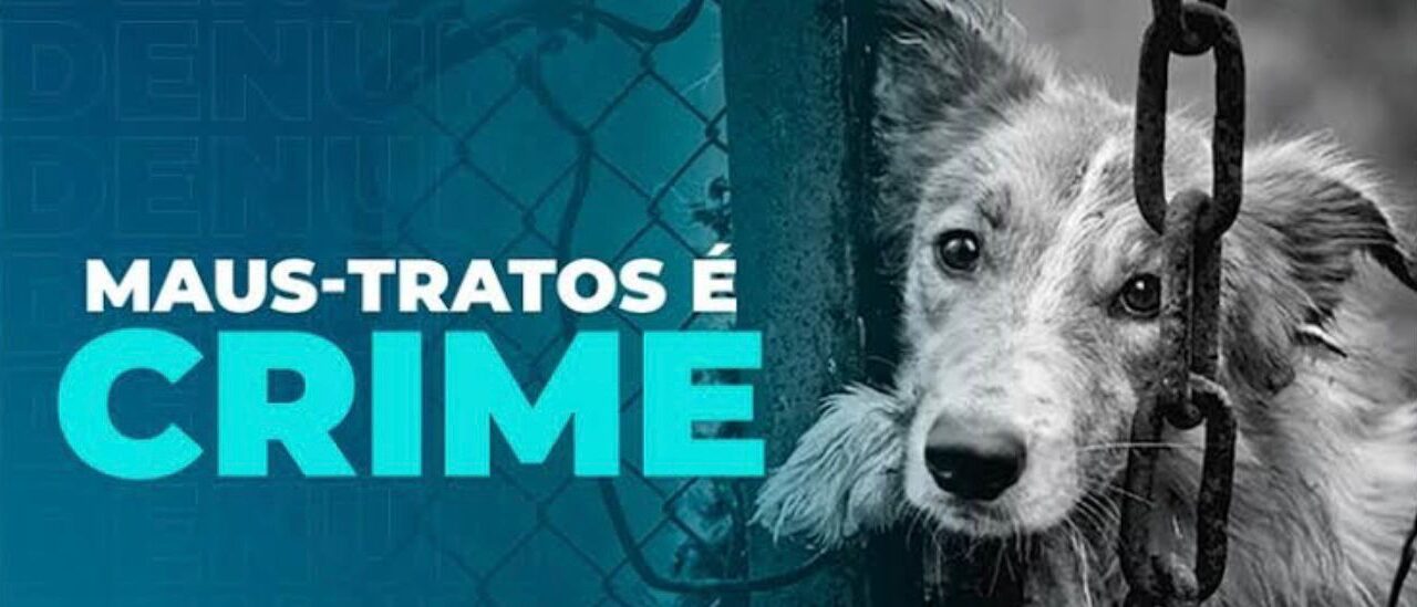 Polícia Militar de Bambuí prende suspeito por maus tratos a 4 cães