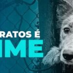 Polícia Militar de Bambuí prende suspeito por maus tratos a 4 cães