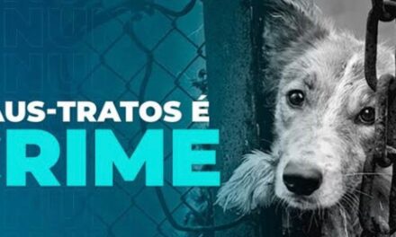 Polícia Militar de Bambuí prende suspeito por maus tratos a 4 cães