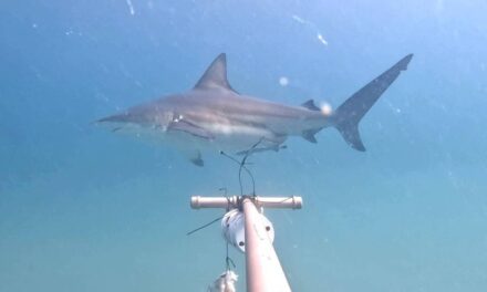 Dezenas de tubarões ameaçados de extinção aparecem em Ilha Grande, no Rio