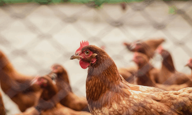 Primeiro caso de gripe aviária em granja comercial é confirmado no Brasil