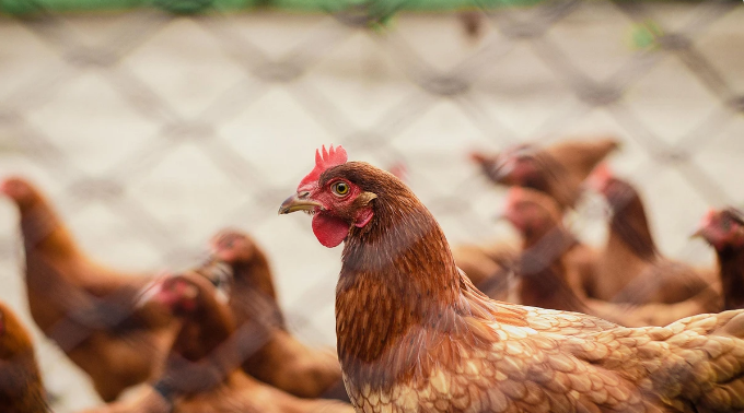 Primeiro caso de gripe aviária em granja comercial é confirmado no Brasil
