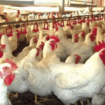Gripe aviária: Brasil tem 12 casos em investigação