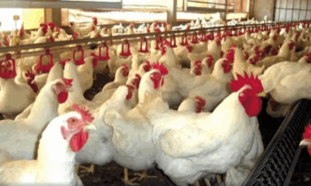 Gripe aviária: nove destinos suspendem importação de frango e derivados do Brasil