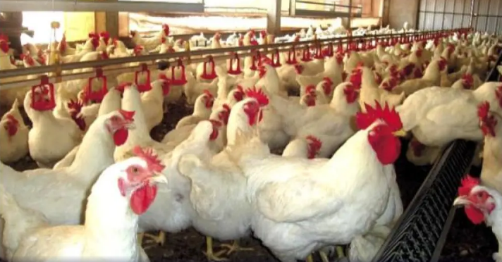 Gripe aviária: nove destinos suspendem importação de frango e derivados do Brasil