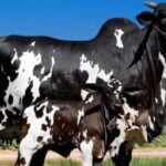 Vaca avaliada em R$ 15,2 milhões  