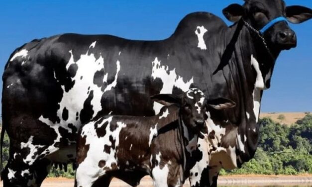 Vaca avaliada em R$ 15,2 milhões  