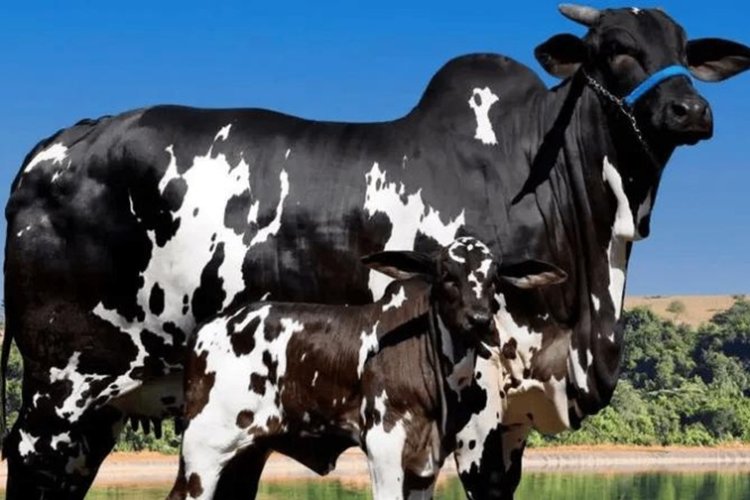 Vaca avaliada em R$ 15,2 milhões  