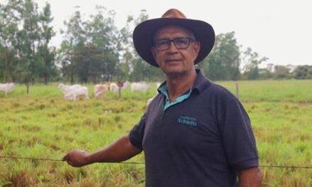 Pecuaristas do Norte de Minas investem em leilões  