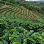 Sistema Faemg Senar promove cafés mineiros  