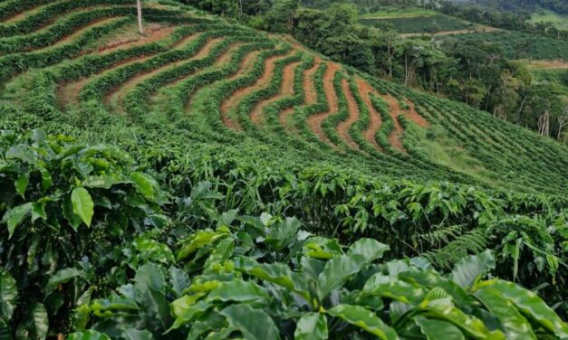 Sistema Faemg Senar promove cafés mineiros  