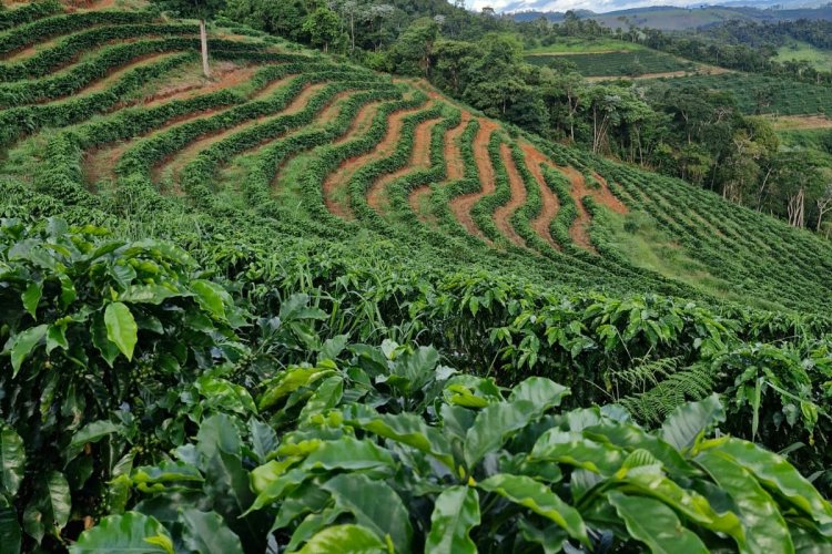 Sistema Faemg Senar promove cafés mineiros  
