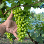 Lorena; conheça o vinho do sertão de Minas que ganhou medalha inédita
