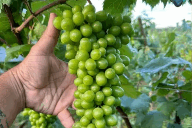 Lorena; conheça o vinho do sertão de Minas que ganhou medalha inédita