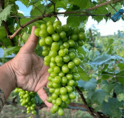 Lorena; conheça o vinho do sertão de Minas que ganhou medalha inédita