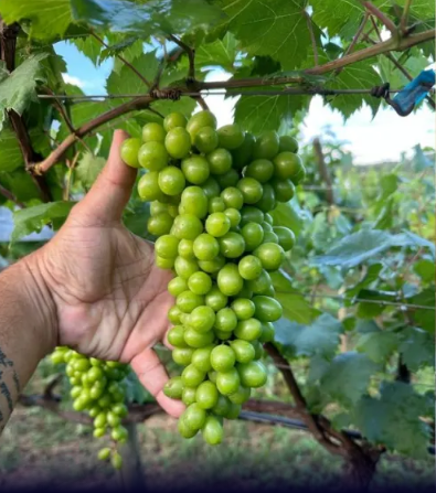 Lorena; conheça o vinho do sertão de Minas que ganhou medalha inédita