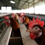 Gripe aviária: Goiás confirma primeiro caso em aves de subsistência