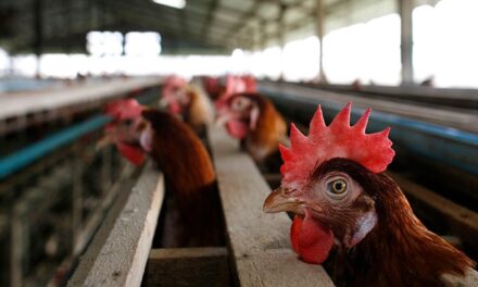 Gripe aviária: Goiás confirma primeiro caso em aves de subsistência