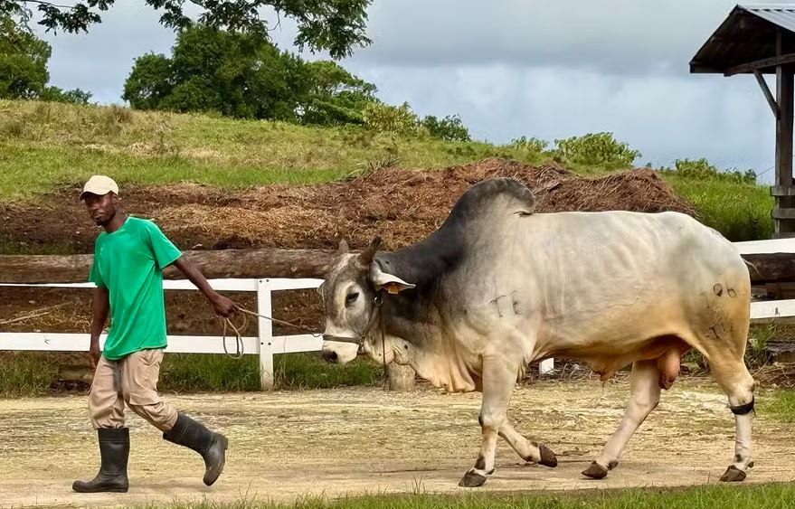 “Ouro bovino”: por que as pedras que crescem na vesícula do boi valem tanto dinheiro