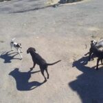 Mulher é presa por abandonar quatro cachorros na rua em Carmo do Cajuru