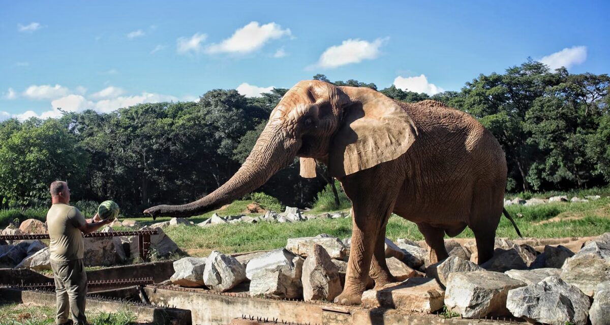 Elefante Jamba morre aos 29 anos no Zoológico de Belo Horizonte