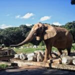 Elefante Jamba morre aos 29 anos no Zoológico de Belo Horizonte