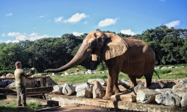 Elefante Jamba morre aos 29 anos no Zoológico de Belo Horizonte