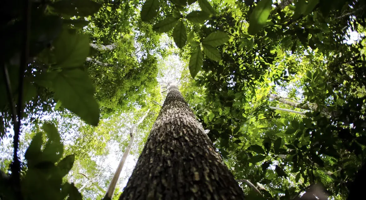 Potencial de crédito de carbono na Amazônia Legal passa de US$ 10 bi