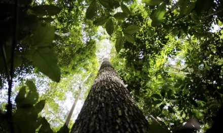 Potencial de crédito de carbono na Amazônia Legal passa de US$ 10 bi