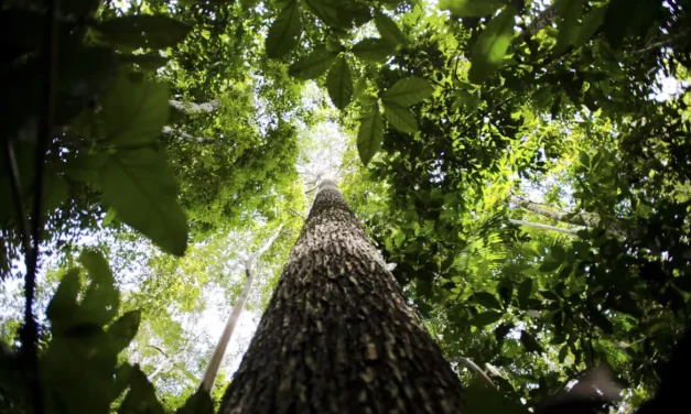 Potencial de crédito de carbono na Amazônia Legal passa de US$ 10 bi