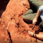 Fóssil descoberto no Brasil lança luz sobre origem dos dinossauros